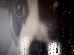 Heart of a Dog. Laurie Anderson, la vita, la morte