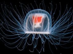 Spira Mirabilis. La spirale dell’universo