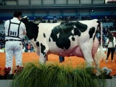 The Milk System, il documentario diretto da Andreas Pichler, che denuncia i meccanismi della produzione di latte nel mondo
