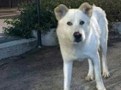 Angelo-Life of a street dog