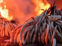 Antropocene – L’epoca umana, film di Baichwal e de Pencier