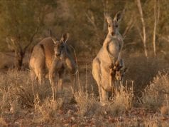Viaggio in Australia, il cinema racconta il Nuovo Continente