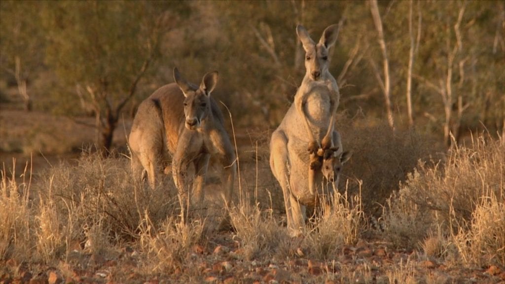 Viaggio in Australia